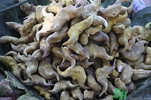 菱角是什么？菱角是什么季節(jié)成熟的？