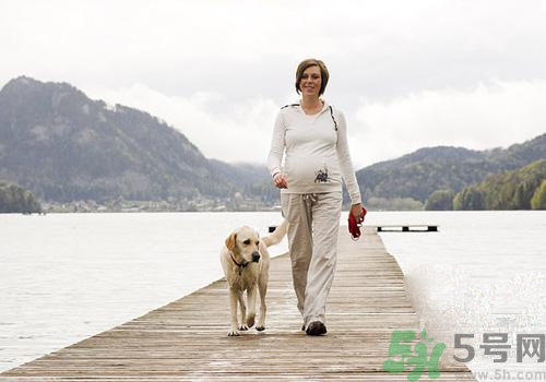 孕婦可以和狗狗在一起嗎？孕婦和狗狗接觸好不好？