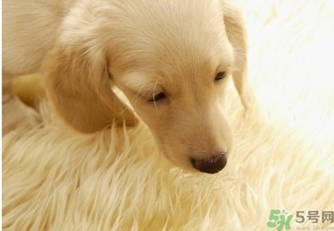 孕婦可以和狗狗在一起嗎？孕婦和狗狗接觸好不好？