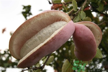 八月炸是什么?八月炸好吃嗎? 八月炸是什么?八月炸好吃嗎?