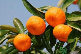 蜜桔的熱量高嗎?一個(gè)蜜桔的熱量是多少 蜜桔的熱量高嗎?一個(gè)蜜桔的熱量是多少