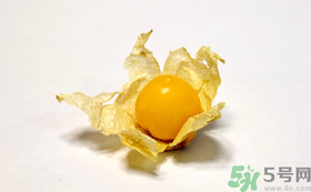 姑娘果的營養(yǎng)價值有哪些？姑娘果的功效與作用