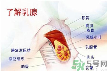 如何預(yù)防女性乳頭痛？女性需注意乳房的哪些問題？