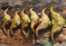 菱角懷孕可以吃嗎？孕婦能吃菱角嗎？