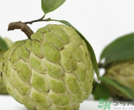 釋迦果怎么吃？釋迦的營(yíng)養(yǎng)價(jià)值功效作用