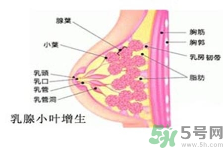 乳房脹痛的原因？乳房脹痛怎么辦？