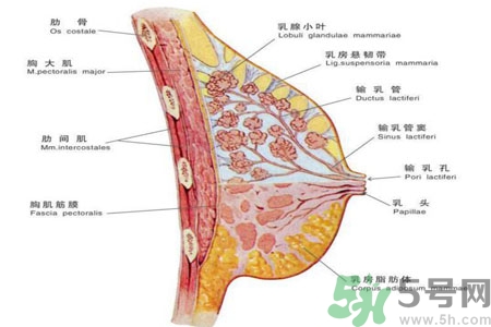 如何預(yù)防胸部一大一小？乳房一大一小要注意什么問題？