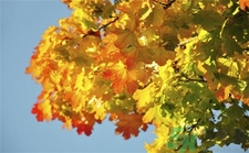 秋老虎吃什么好?薏仁綠豆粥對付秋老虎 秋老虎吃什么好?薏仁綠豆粥對付秋老虎