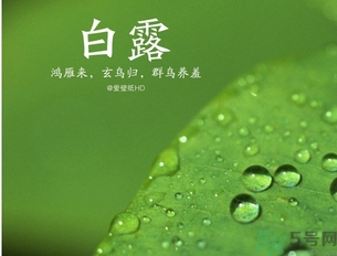 白露是什么意思？白露是幾月幾日