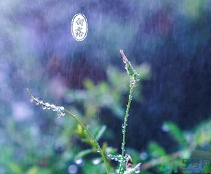 白露茶是什么茶？白露為什么要喝白露茶？