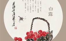 白露可以種什么菜？白露過后能種植什么蔬菜？