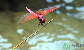 處暑如何養(yǎng)生？處暑養(yǎng)生要注意什么？