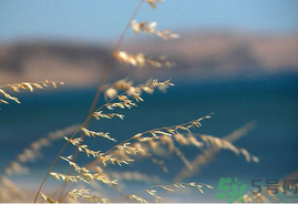 處暑如何養(yǎng)生？處暑養(yǎng)生要注意什么？