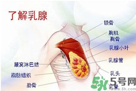 乳房上有硬塊怎么辦？乳房有硬塊的病因是什么？