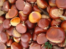 微波爐可以烤板栗嗎?板栗可以用微波爐加熱嗎? 微波爐可以烤板栗嗎?板栗可以用微波爐加熱嗎?