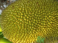 板栗和榴蓮能一起吃嗎?板栗和榴蓮一起吃會怎么樣 板栗和榴蓮能一起吃嗎?板栗和榴蓮一起吃會怎么樣