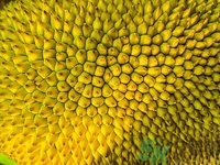 板栗和榴蓮能一起吃嗎?板栗和榴蓮一起吃會怎么樣 板栗和榴蓮能一起吃嗎?板栗和榴蓮一起吃會怎么樣