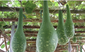 瓠子怎么做好吃？瓠子不能和什么一起吃？