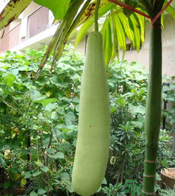 瓠子的營(yíng)養(yǎng)價(jià)值 瓠子的功效和作用 瓠子的營(yíng)養(yǎng)價(jià)值 瓠子的功效和作用