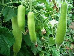 瓠子的營(yíng)養(yǎng)價(jià)值 瓠子的功效和作用 瓠子的營(yíng)養(yǎng)價(jià)值 瓠子的功效和作用