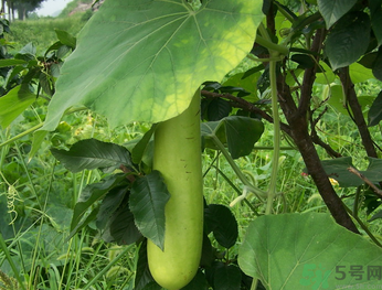 孕婦可以吃瓠子嗎？孕婦吃瓠子的好處