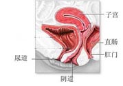 女性陰道松弛的原因是什么？女性陰道松弛怎么辦？