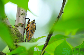 出伏是什么意思？出伏當天吃什么？