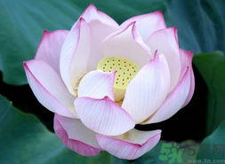 出伏吃什么養(yǎng)生？出伏養(yǎng)生注意事項(xiàng)