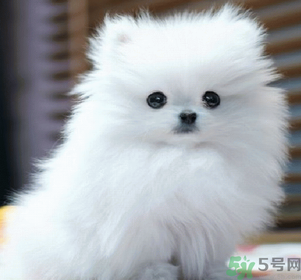 狗狗可以吃月餅嗎？狗狗吃月餅的危害