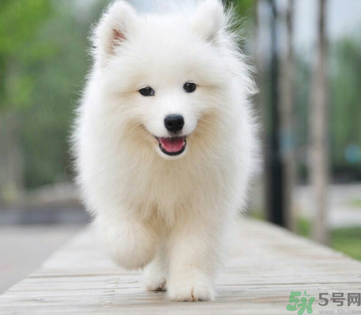 狗狗可以吃月餅嗎？狗狗吃月餅的危害