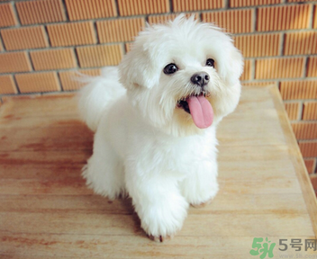 狗狗可以吃月餅嗎？狗狗吃月餅的危害