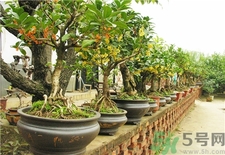 桂花可以放在室內嗎?桂花放在室內好嗎?