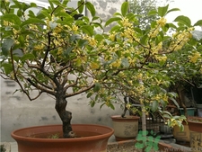 桂花可以放在室內嗎?桂花放在室內好嗎?