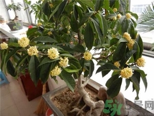 桂花可以放在室內嗎?桂花放在室內好嗎?