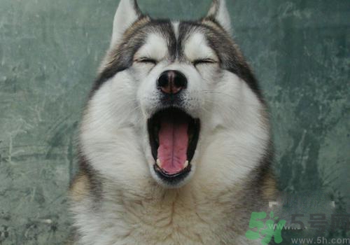 打呵欠骨頭響是怎么回事？打哈欠骨頭響怎么辦？