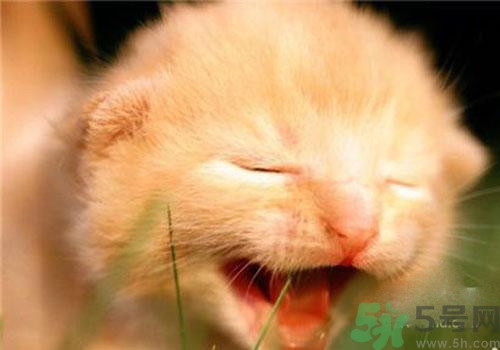 打呵欠骨頭響是怎么回事？打哈欠骨頭響怎么辦？