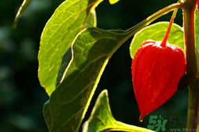 紅姑娘怎么吃？紅姑娘怎么保存？