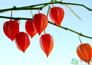 紅姑娘怎么吃？紅姑娘怎么保存？