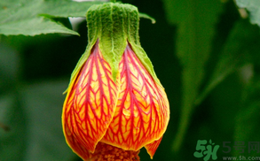 孕婦可以吃紅姑娘嗎？紅姑娘的藥用價(jià)值