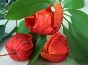 孕婦可以吃紅姑娘嗎？紅姑娘的藥用價(jià)值