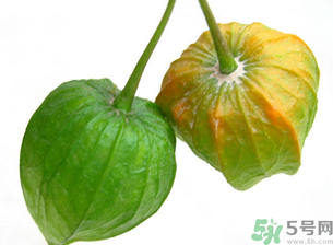 紅姑娘吃多了會怎樣？吃野生紅姑娘的好處和壞處