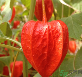 紅姑娘泡水喝可以治什么病？紅姑娘泡水喝的功效與作用