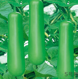 瓠子是涼性的嗎？如何辨別涼性食物與寒性食物？