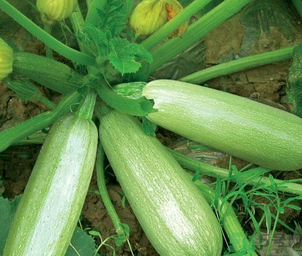 瓠子是涼性的嗎？如何辨別涼性食物與寒性食物？