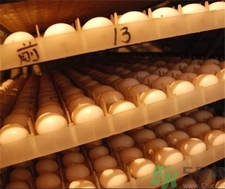 鴿子蛋是透明的嗎?鴿子蛋是什么顏色?