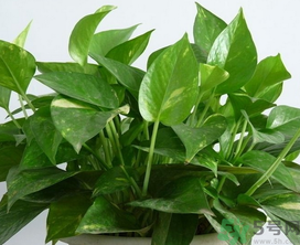 客廳放什么植物好？客廳植物選什么好？