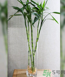 客廳放什么植物好？客廳植物選什么好？