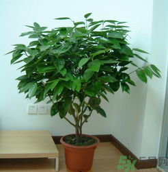 客廳放什么植物好？客廳植物選什么好？