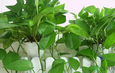 臥室放什么植物好？臥室植物放什么好？