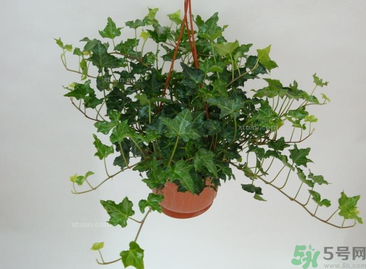 臥室放什么植物好？臥室植物放什么好？